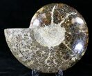 Huge Polished Cleoniceras Ammonite Fossil #21637-1